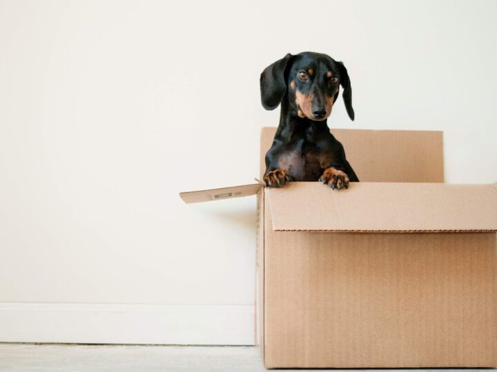 Your Checklist for Relocating with Pets