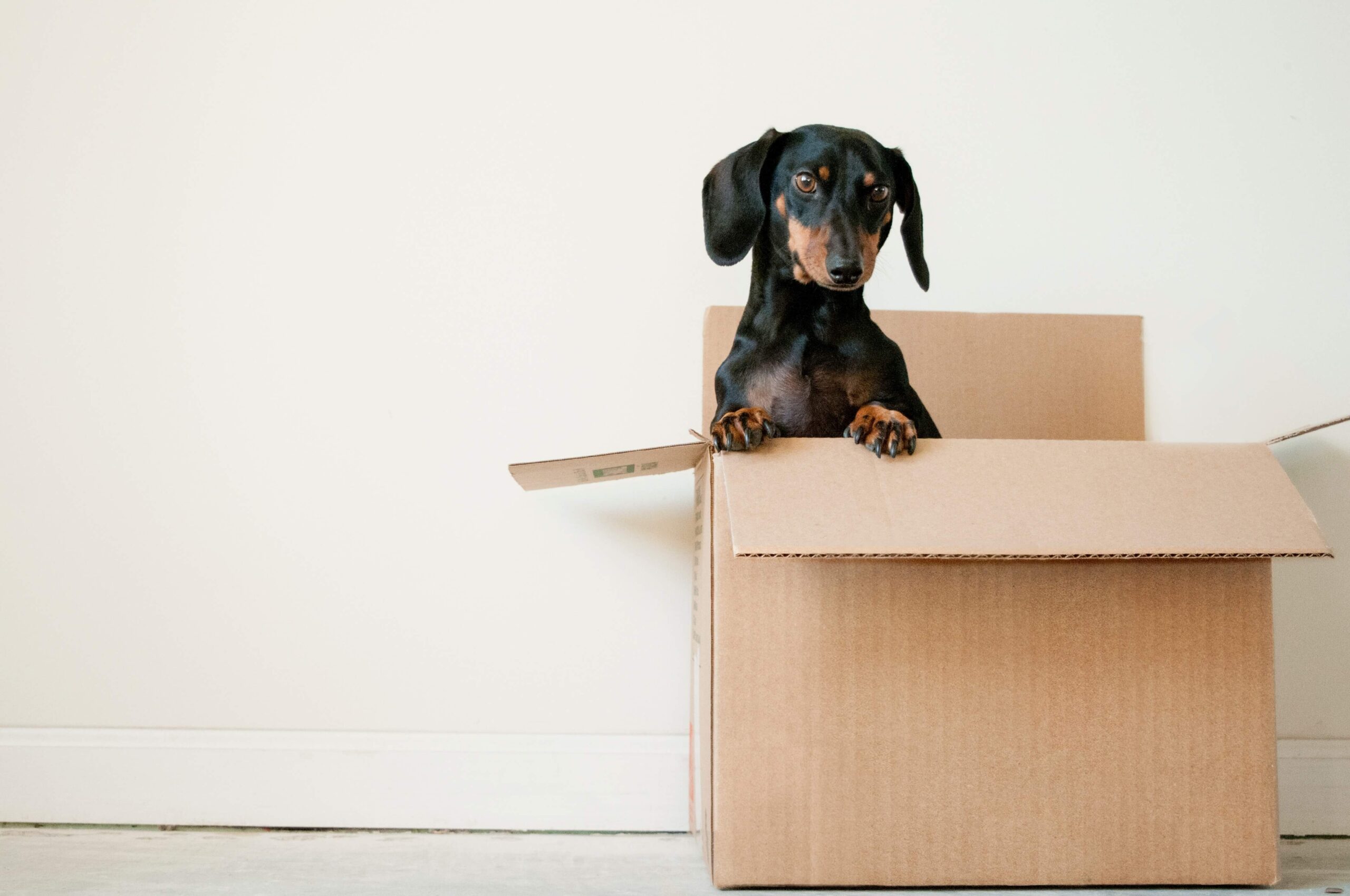 Your Checklist for Relocating with Pets
