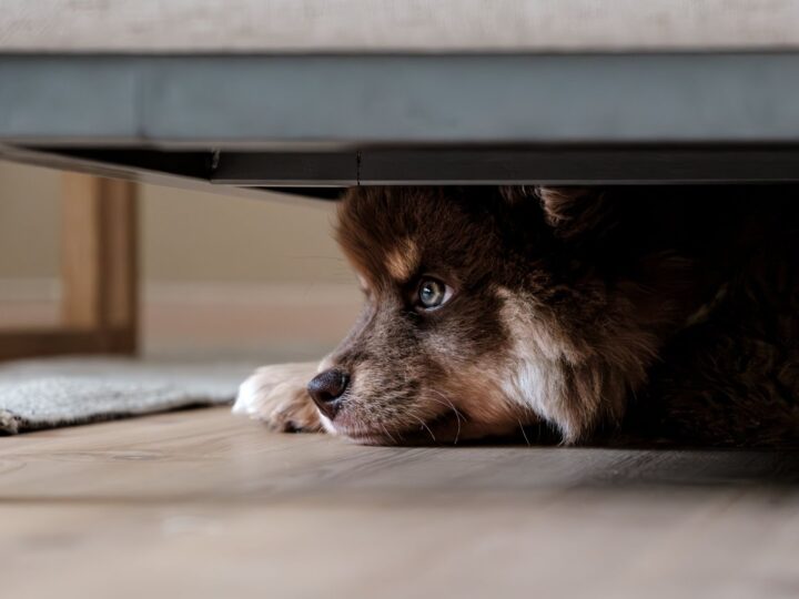 Soundproofing Your House for Your Pet’s Peace