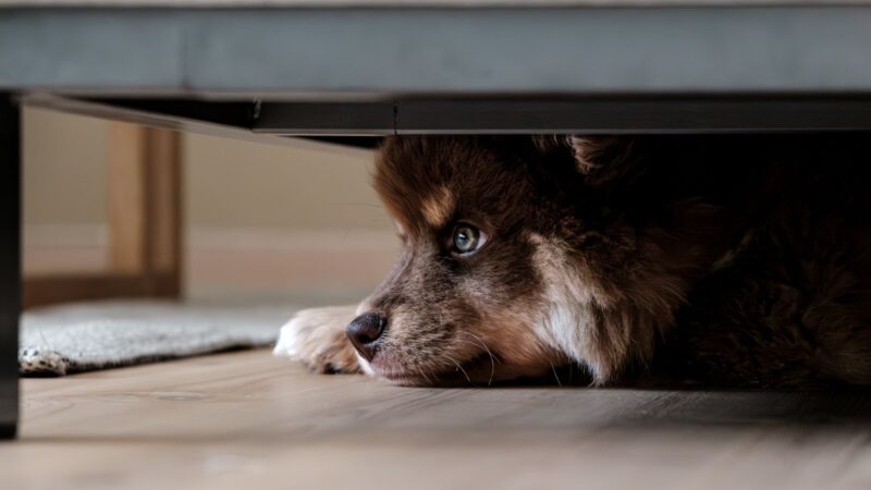 Soundproofing Your House for Your Pet’s Peace