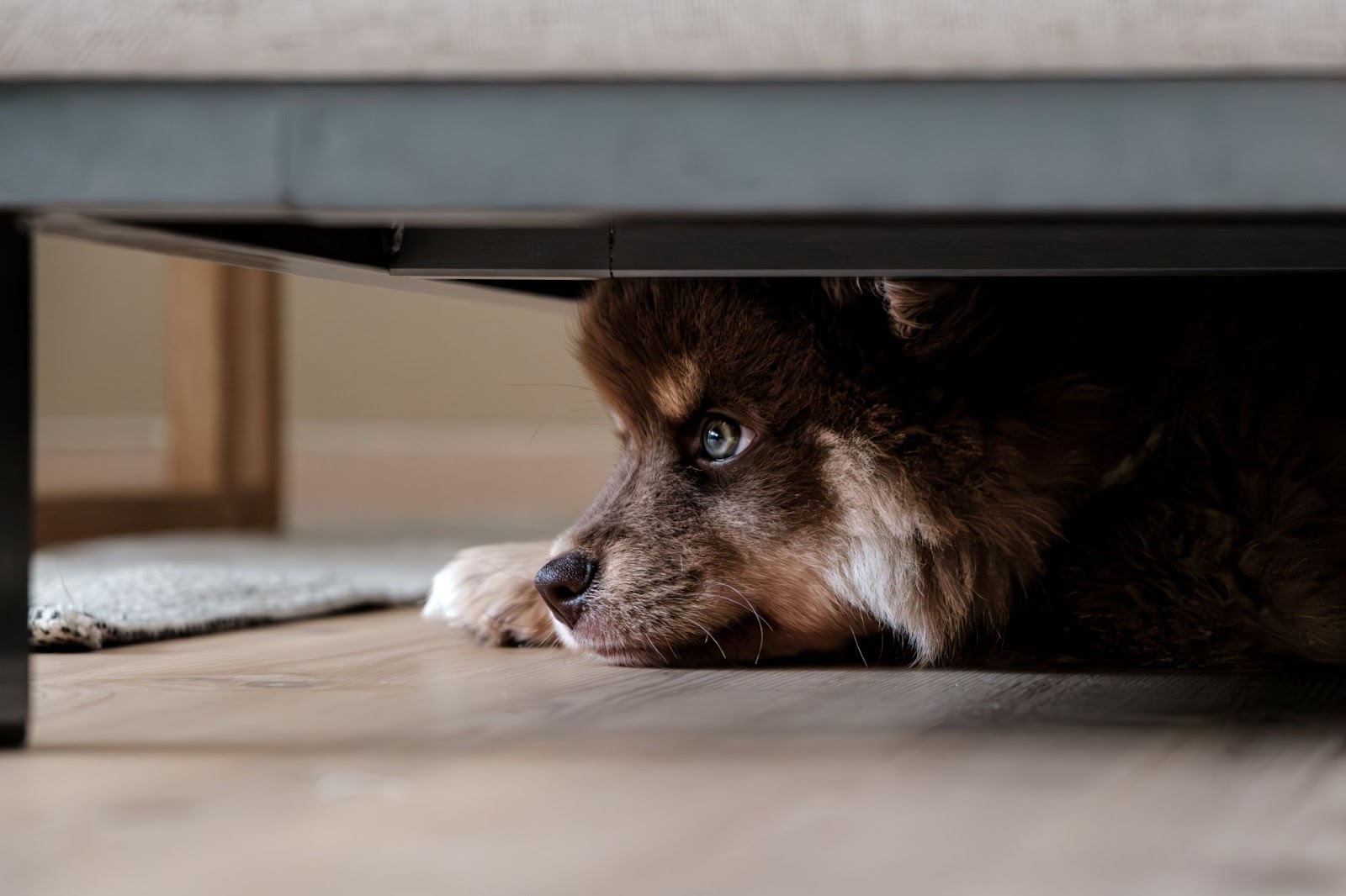 Soundproofing Your House for Your Pet’s Peace