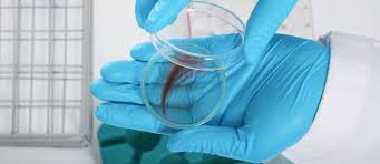 Hair Follicle Drug Testing in Law Enforcement: Best Practices
