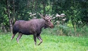 Everything You Need to Know About Viltnemnda’s Role in Conservation Efforts